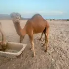 قعود للبيع