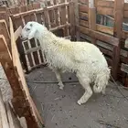 فحل حري جذع مشروط النسف
