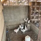 دجاج بلدي وفيومي المنيوم