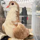 حمام شيرازي