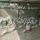 حمام فرنسي البيع