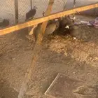 دجاج حبش حجل