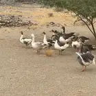 وز للبيع