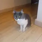 بس ضايع للتبني