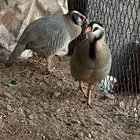 اعاقيب وقهد منتج