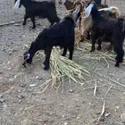 للبيع تيوس وجفار شحم