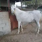 فرس مصريه بيور