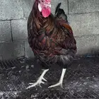 مكس وايندوت نوادر