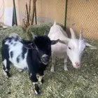 ماعز قزم ذكر وانثى