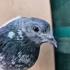 حمام باكستاني