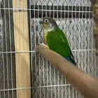 البيع كنيور ويلو سايد