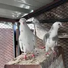 حمام قطيفي قلاب