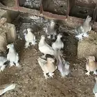 حمام تركي