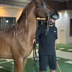 مهر جمال وفحل مربط
