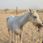 للبيع فرس لقاح ومعها مهر