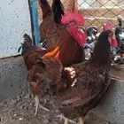 طقم فرنسي احمر Top