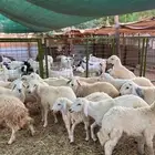 طليان العدد 20 من 5 اشهر إلى 9 اشهر