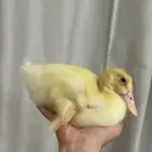 بطة ذكر غالبا للبيع