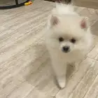بومرينيان