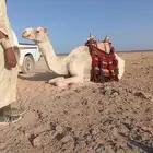 ركبي للبيع