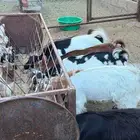 تيوس حص وعوارض ذبايح