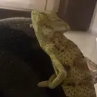 حرباء للبيع