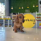 داشهند ذكر dachshund