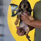داشهاند ذكر dachshund