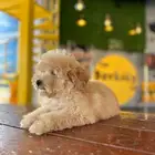 توي بودل انثى toy poodle