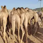 قعدان مفاريد صوماليه علي الشرط