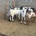 تيوس تربيه