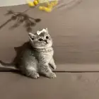 قط سكوتش ستريت