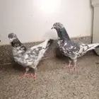 حمام باكستاني