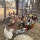 للبيع ديوك بلدي