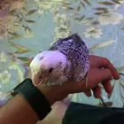 كروان اليف