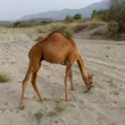 قعود عمر 9 اشهر طيب ومناسب للمناسبات