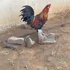 ديك للبيع