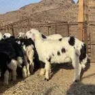 طليان