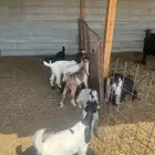 اربع معزا متاومات