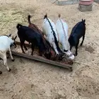 تيوس للبيع