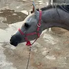 مهر ولد بطل العالم اليكساندر