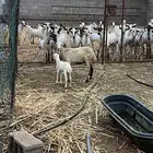 نعجه رباع تحتها رخل