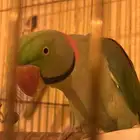 ببغاء دره نيبالي للبيع
