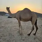 خلفة للبيع تحتها بكرة
