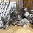 اتراك