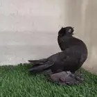الاسكا