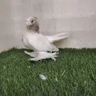 الاسكا الموند