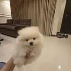 كلب بومرينان تيدي فيس ابيض على كريمي