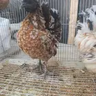 دجاج حباحب