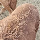 سواكن جذعان حمريات